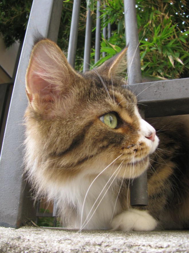 Photo de Maine coon