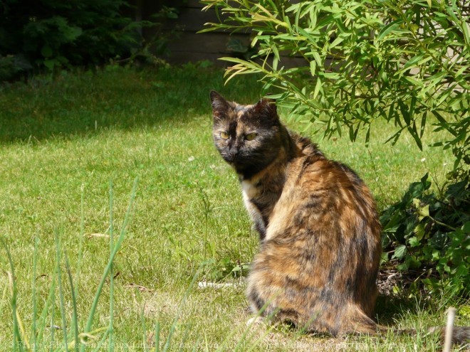 Photo de Chat domestique