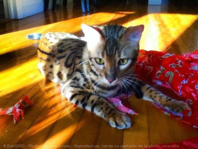 Photo de Bengal