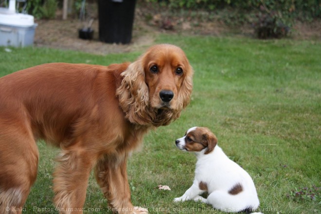 Photo de Races diffrentes