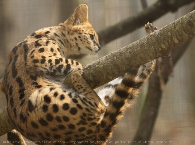 Photo de Serval