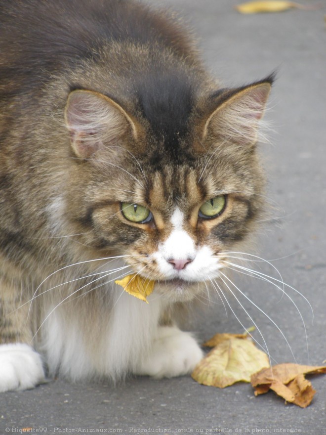 Photo de Maine coon