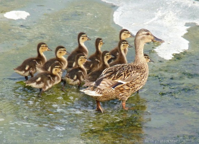 Photo de Canard colvert