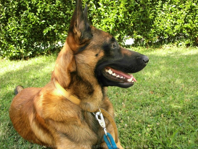 Photo de Berger belge malinois