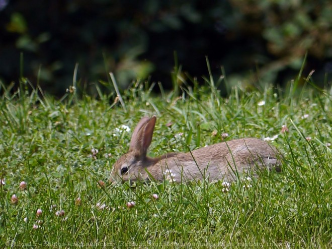 Photo de Lapin