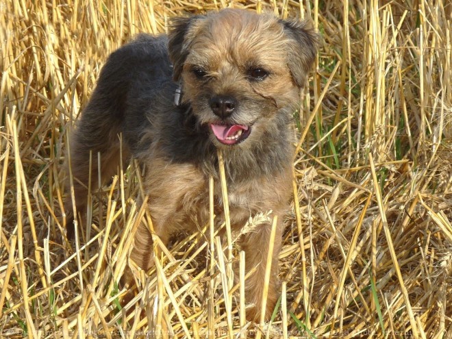 Photo de Border terrier