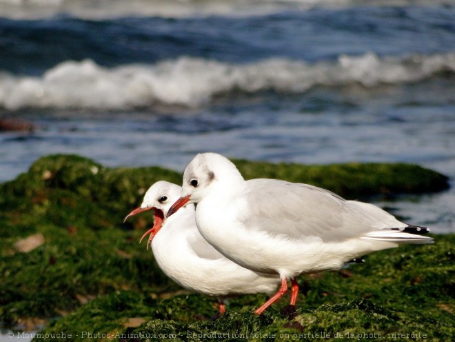 Photo de Mouette