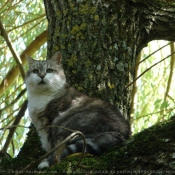 Photo de Chat domestique