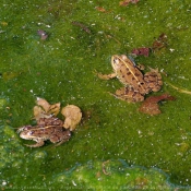 Photo de Grenouille