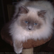 Photo de Ragdoll