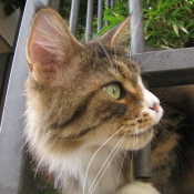 Photo de Maine coon