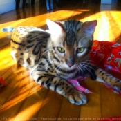 Photo de Bengal