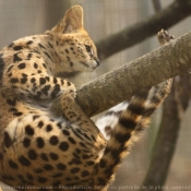 Photo de Serval