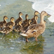 Photo de Canard colvert