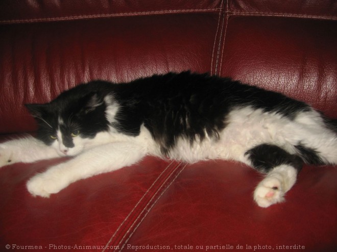 Photo de Chat domestique