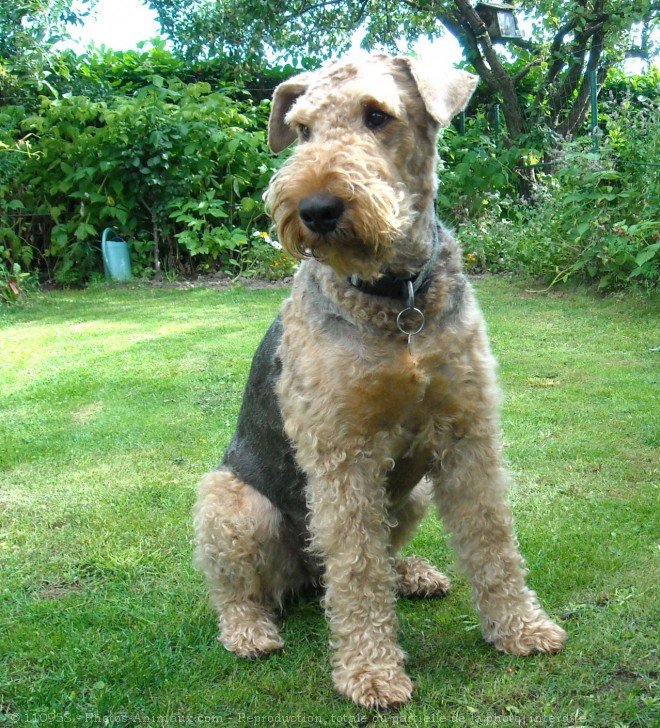 Photo d'Airedale terrier