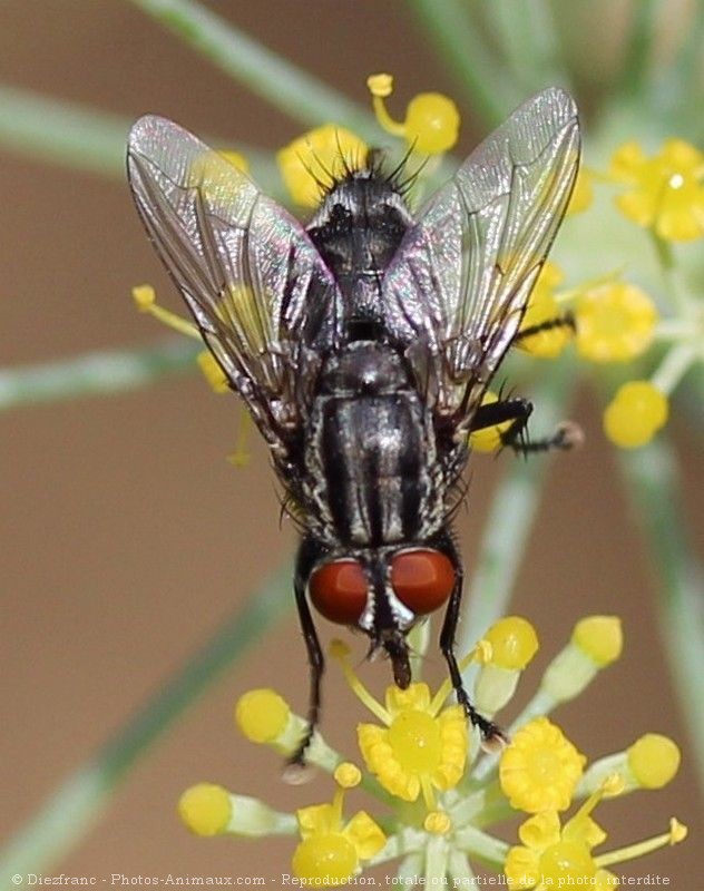 mouche velue en 5 lettres