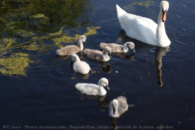 Photo de Cygne