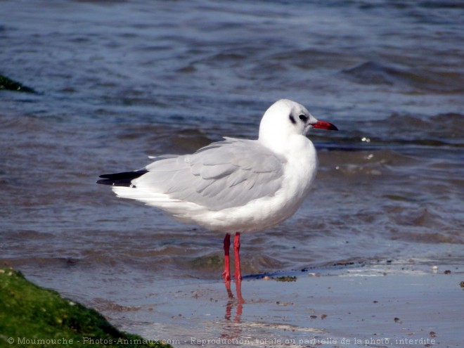 Photo de Mouette