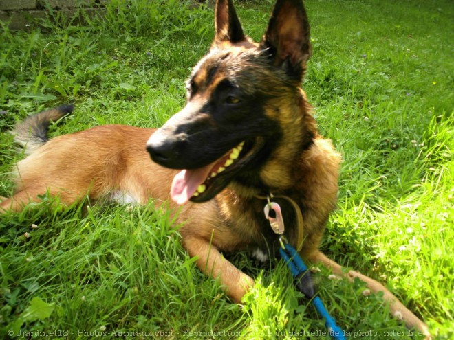 Photo de Berger belge malinois