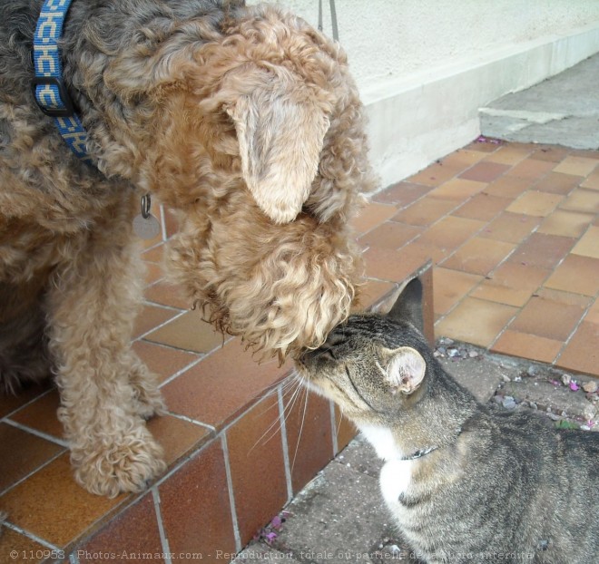 Photo de Races diffrentes