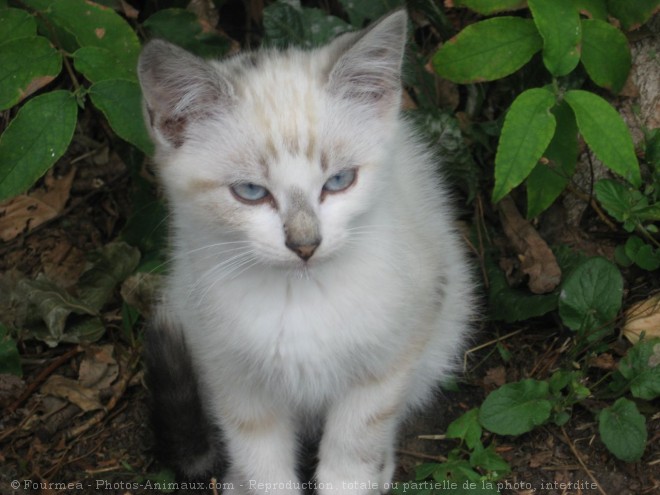 Photo de Chat domestique