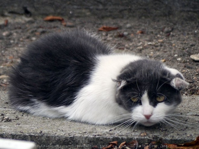 Photo de Chat domestique