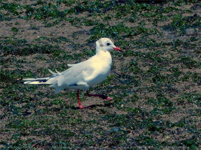 Photo de Mouette