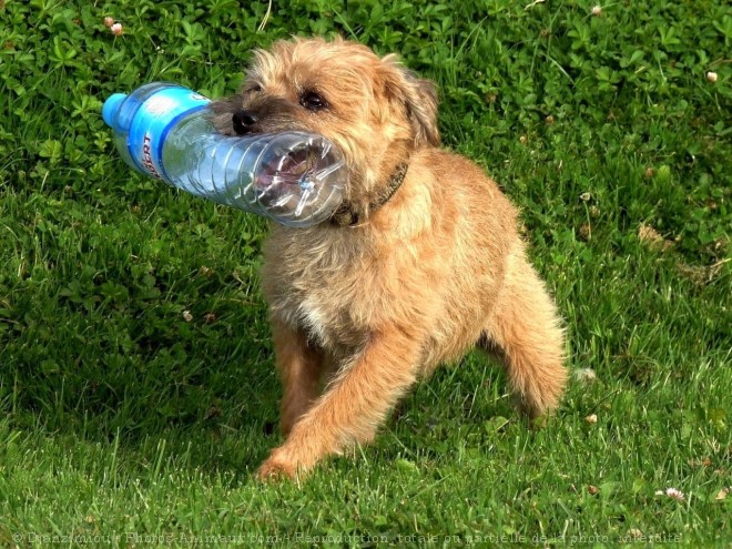 Photo de Border terrier