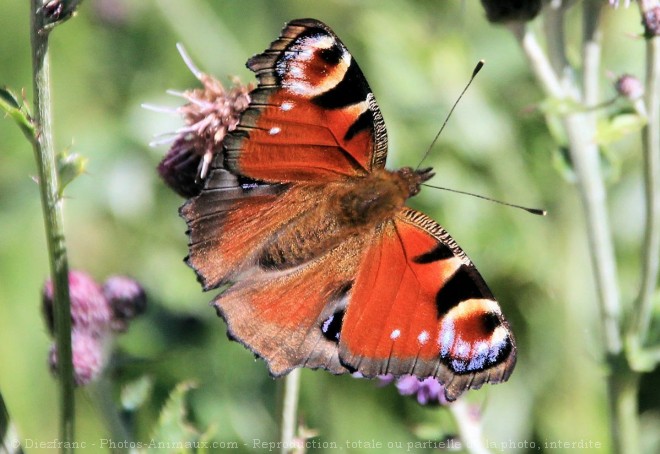 Photo de Papillon