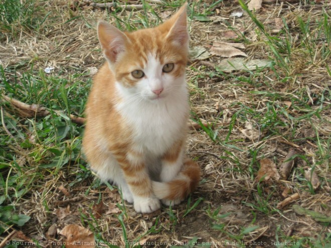 Photo de Chat domestique