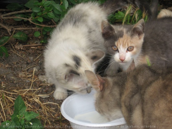 Photo de Chat domestique