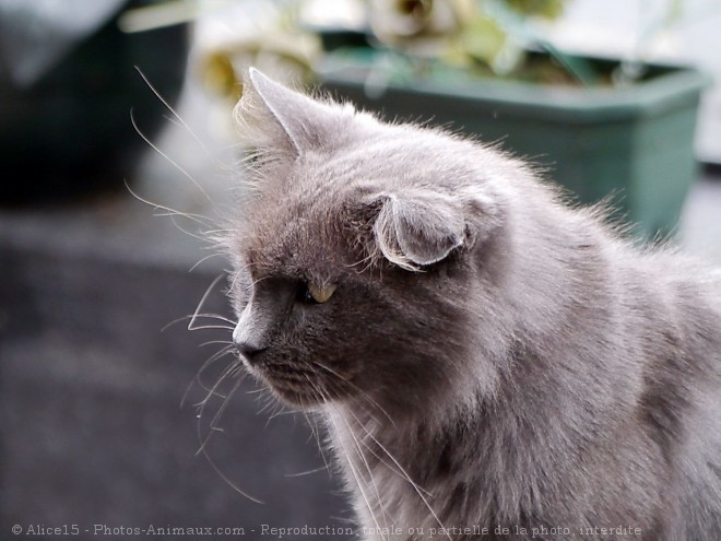 Photo de Chat domestique