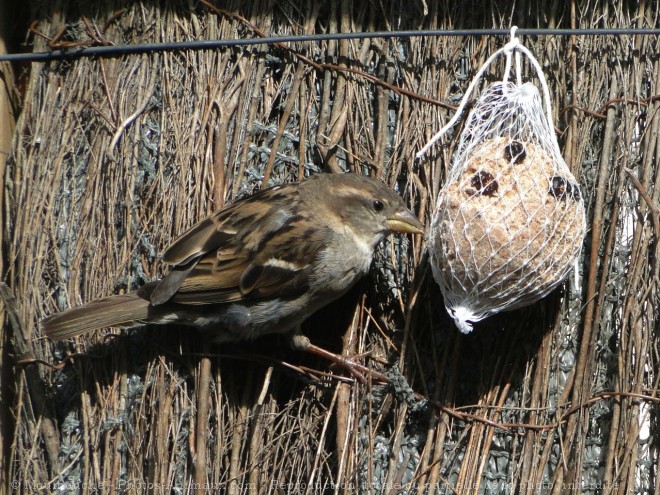 Photo de Moineau