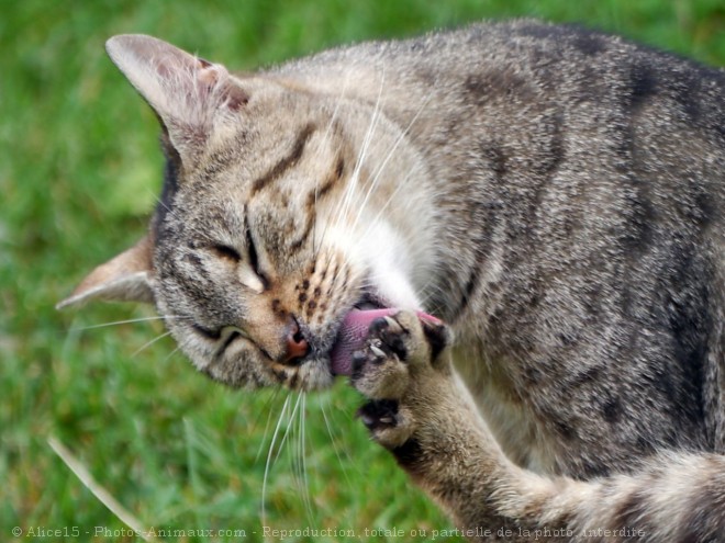 Photo de Chat domestique