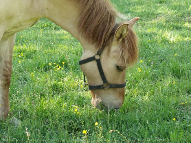 Photo de Races diffrentes