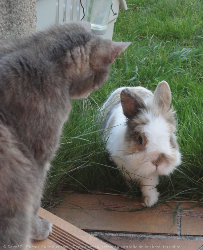 Photo de Races diffrentes