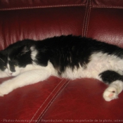 Photo de Chat domestique