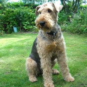 Photo d'Airedale terrier