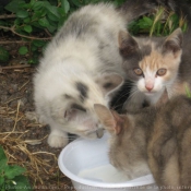 Photo de Chat domestique