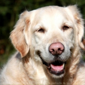 Photo de Golden retriever