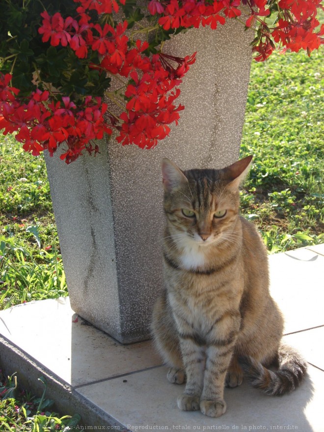 Photo de Chat domestique