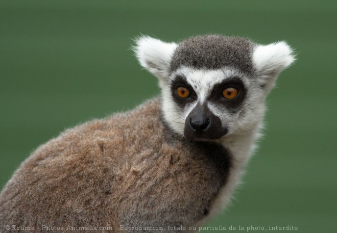 Photo de Lmurien - maki catta