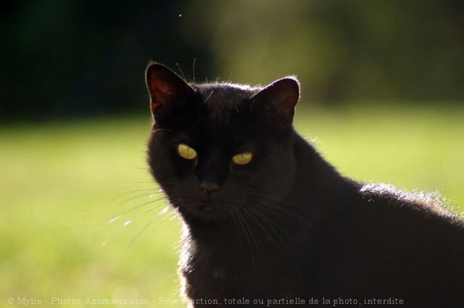 Photo de Chat domestique