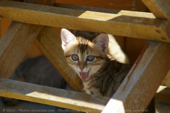 Photo de Chat domestique