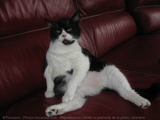 Photo de Chat domestique