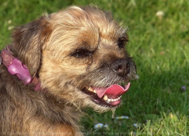 Photo de Border terrier