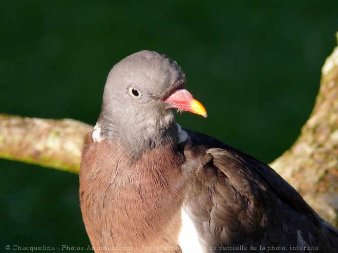 Photo de Pigeon - ramier