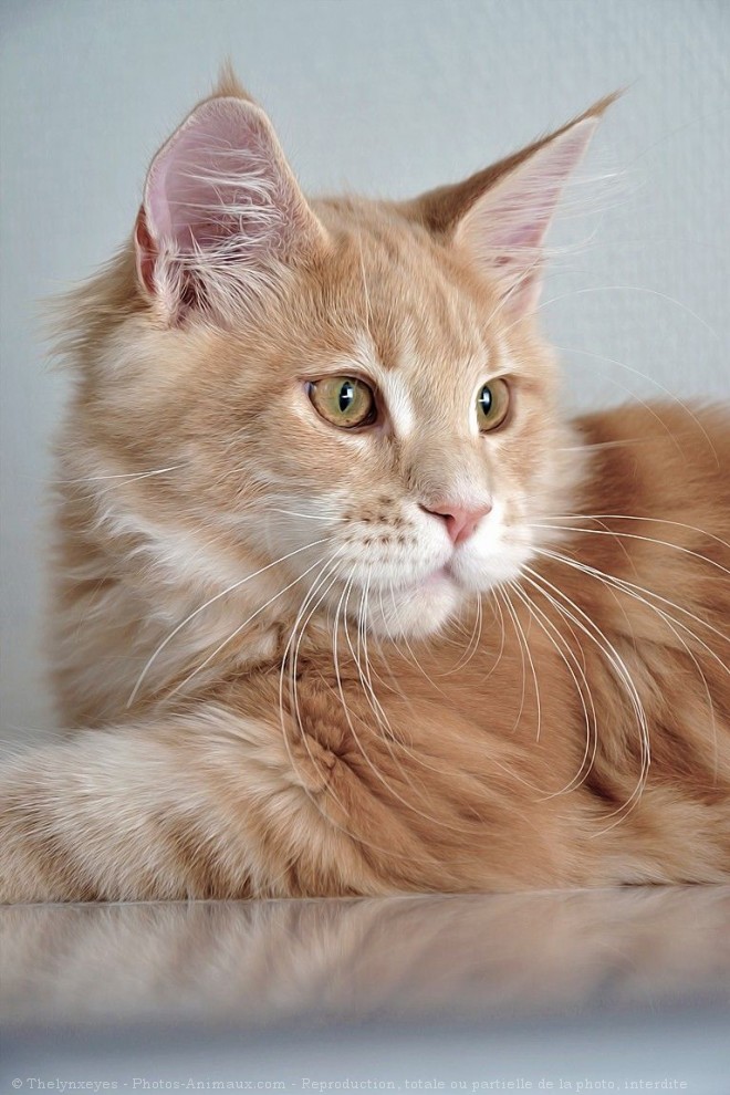 Photo de Maine coon