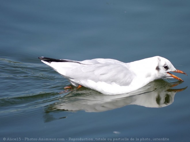 Photo de Mouette